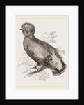 Cock of the Rock by Anonymous
