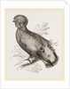 Cock of the Rock by Anonymous
