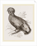 Cock of the Rock by Anonymous