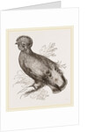 Cock of the Rock by Anonymous