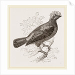 Peruvian Cock of the Rock by Anonymous