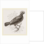 Peruvian Cock of the Rock by Anonymous
