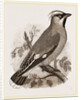 Bohemian Chatterer by Anonymous