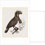 Umbrella-Bird by Anonymous