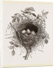 Nest of Butcher-bird by Anonymous