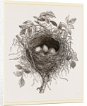 Nest of Butcher-bird by Anonymous