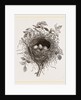 Nest of Butcher-bird by Anonymous