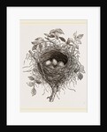 Nest of Butcher-bird by Anonymous