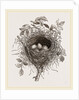 Nest of Butcher-bird by Anonymous