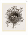 Nest of Butcher-bird by Anonymous