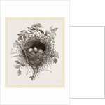 Nest of Butcher-bird by Anonymous