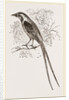 Cunningham's Bush-Shrike by Anonymous