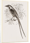 Cunningham's Bush-Shrike by Anonymous