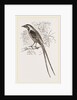 Cunningham's Bush-Shrike by Anonymous