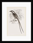 Cunningham's Bush-Shrike by Anonymous