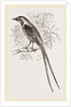 Cunningham's Bush-Shrike by Anonymous