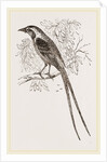 Cunningham's Bush-Shrike by Anonymous