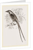 Cunningham's Bush-Shrike by Anonymous