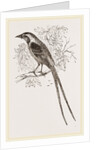 Cunningham's Bush-Shrike by Anonymous