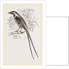 Cunningham's Bush-Shrike by Anonymous