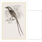 Cunningham's Bush-Shrike by Anonymous
