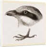 Head and Foot of Butcher-bird by Anonymous
