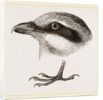 Head and Foot of Butcher-bird by Anonymous