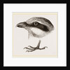 Head and Foot of Butcher-bird by Anonymous