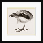 Head and Foot of Butcher-bird by Anonymous