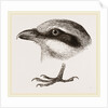 Head and Foot of Butcher-bird by Anonymous