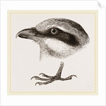 Head and Foot of Butcher-bird by Anonymous
