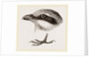 Head and Foot of Butcher-bird by Anonymous