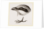 Head and Foot of Butcher-bird by Anonymous