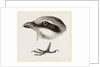 Head and Foot of Butcher-bird by Anonymous