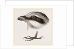 Head and Foot of Butcher-bird by Anonymous
