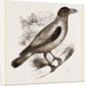 Cayenne Shrike by Anonymous