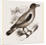 Cayenne Shrike by Anonymous