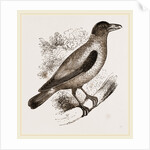 Cayenne Shrike by Anonymous
