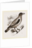 Cayenne Shrike by Anonymous