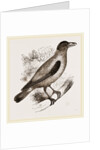 Cayenne Shrike by Anonymous