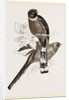 Mexican Trogons by Anonymous