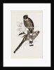 Mexican Trogons by Anonymous