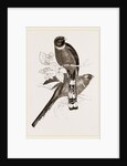 Mexican Trogons by Anonymous