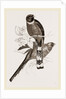 Mexican Trogons by Anonymous