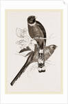 Mexican Trogons by Anonymous