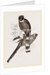 Mexican Trogons by Anonymous