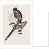 Mexican Trogons by Anonymous