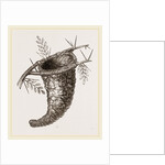 Nest of Flycatcher by Anonymous