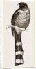 Mexican Trogon by Anonymous