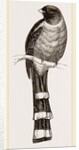 Mexican Trogon by Anonymous